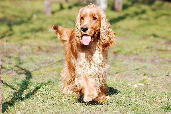 ウィンスタンレイの大きな犬、サイズ9！、犬種はコッカースパニエル SOLD OUT】ウィンスタンレイの大きな犬、サイズ9！、犬種は